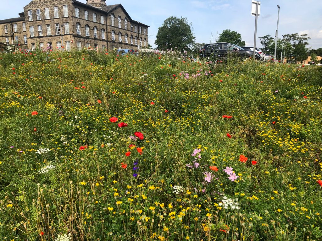 Wildflower garden at St Luke's Wildflower garden at St Luke's