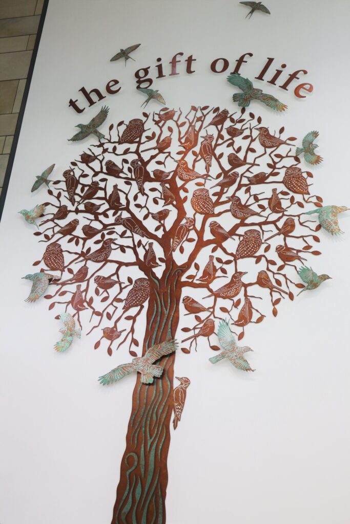 Memorial tree says ‘thank you’ to those who gave the gift of life
