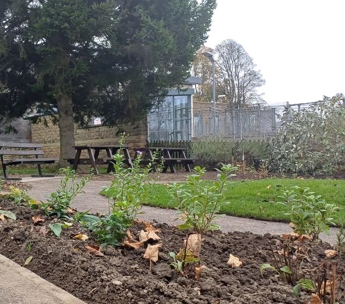 garden bed with wild flowers, lawn and a tree